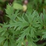Aconitum variegatum Hoja