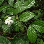 Aulacocalyx caudata Leaf