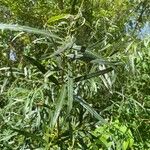 Salix viminalis Hoja