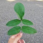 أنواع غير معروفةLeaf