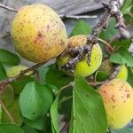 Prunus armeniaca Fruit