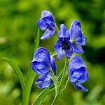 Aconitum napellus Flower