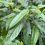 Solanum muricatum Folha