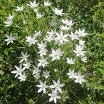 Ornithogalum divergensKwiat