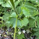 Saxifraga rotundifolia Leaf