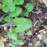 Salvia roemeriana Folla