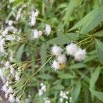 Ageratina riparia Folha