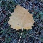 Populus tremula 叶