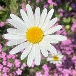 Leucanthemum ircutianum Flor