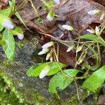 Claytonia caroliniana Floro