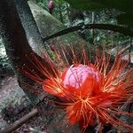 Brownea rosa-de-monte Flower