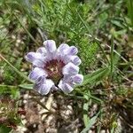 Prunella hyssopifolia Blomma