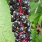 Phytolacca americana Fruit