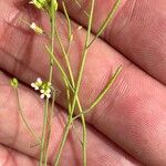 Arabidopsis thaliana Frugt