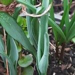 Fritillaria meleagris Листок