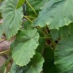 Begonia obliqua Folla