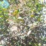 Citrus aurantiaca Leaf