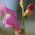Antirrhinum litigiosum Flor
