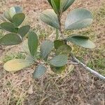 Dovyalis caffra Blatt