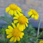 Senecio squalidus Fula