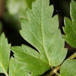 Oenanthe sarmentosa Leaf