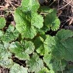 Tellima grandiflora Folha