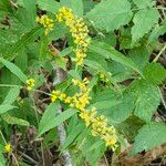 Solidago caesiaКвітка