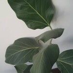 Ficus benghalensis List