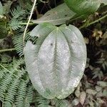 Smilax china Leaf