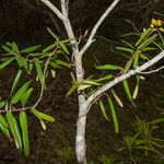 Stigmaphyllon gymnopodum 樹皮
