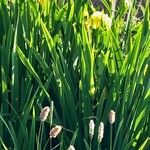 Iris pseudacorus Квітка