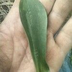 Dactylorhiza insularis Leaf