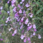 Teucrium webbianum Flor