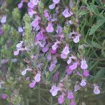 Teucrium webbianum