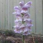 Penstemon palmeri Flor