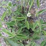 Tragia geraniifolia Alkat (teljes növény)