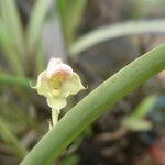 Polystachya carnosa Flor