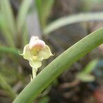 Polystachya carnosa Flower