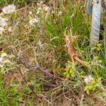 Senecio vulgarisBlomst