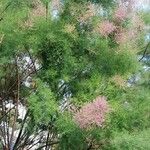 Tamarix ramosissima 整株植物