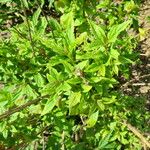 Elsholtzia stauntonii Leaf