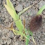 Setaria italica Fuelha