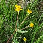 Aspilia mossambicensis Blomst