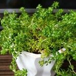 Sedum japonicum Lapas