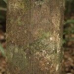 Sterculia pruriens Bark