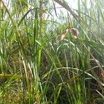 Typha orientalis 整株植物