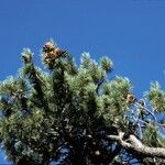 Pinus flexilis Habit