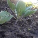 Solanum melongena Leht