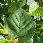 Alnus alnobetula Liść