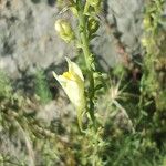 Linaria vulgarisFlower